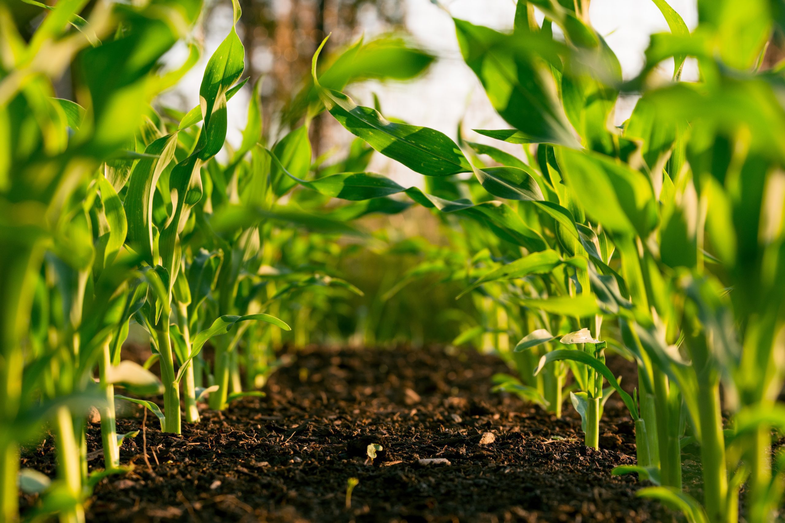 Organic Fertilizers